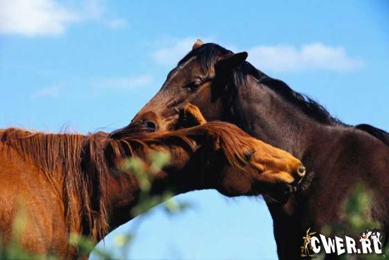 Animals in Action. Digital Stock Collection