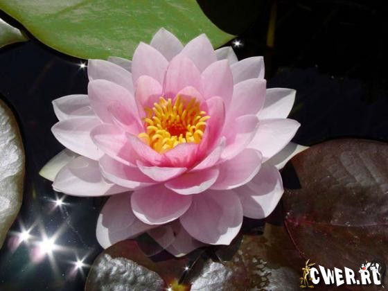 Water Lilies Wallpapers