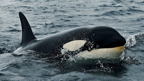 Computer Desktop Wallpapers Collection. www.cwer.ru