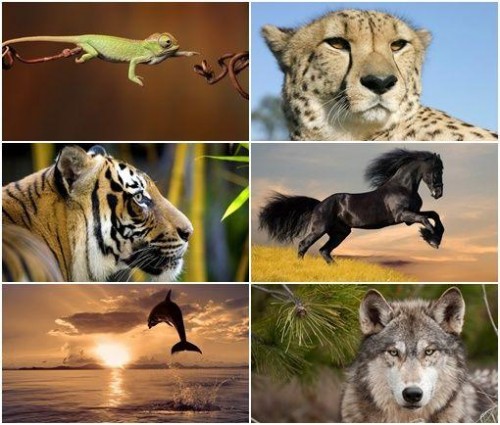 Beautiful Animals