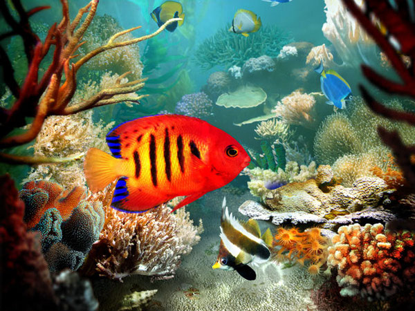 Tropical Fish 3D Screensaver