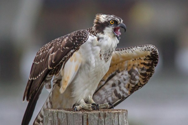 New Mixed HD Wallpapers Pack 219