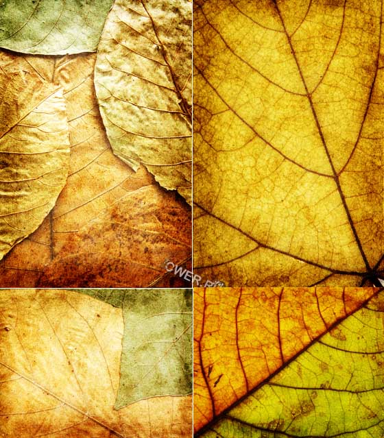 Текстуры осенних листьев