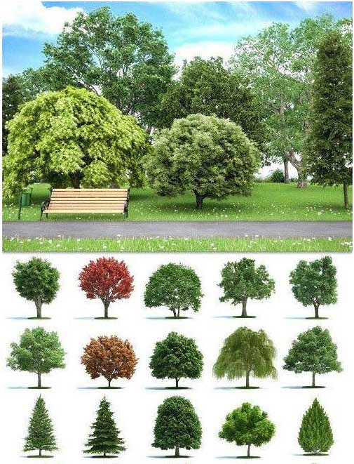 Realistic Trees & Plants 3D Models  