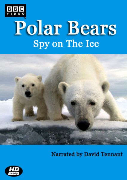 Белый медведь - шпион во льдах