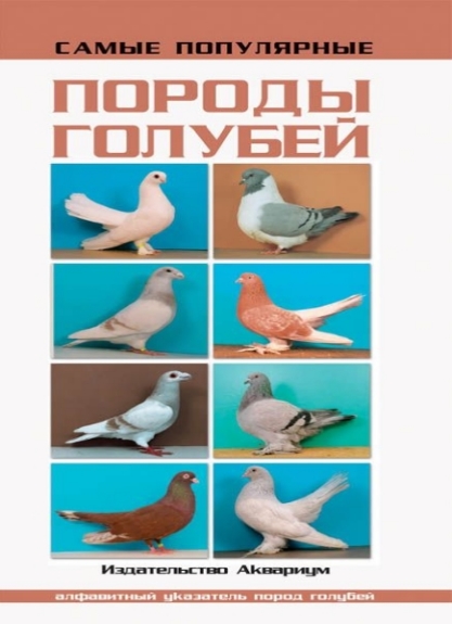 Самые популярные породы голубей